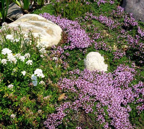 Creeping Thyme Information: Tips For Growing Creeping Thyme Plants Rock Garden, Dream Garden ...