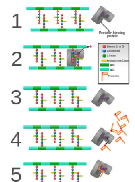 Penicillin G Mechanism Of Action