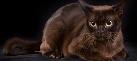 Burmese Cat Personality: How Do Burmese Cats Act? | Litter-Robot