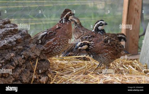 Flock Of Birds Stock Photo - Alamy