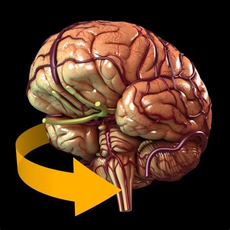 Brain - 3D Atlas of Anatomy by Catfish Animation Studio