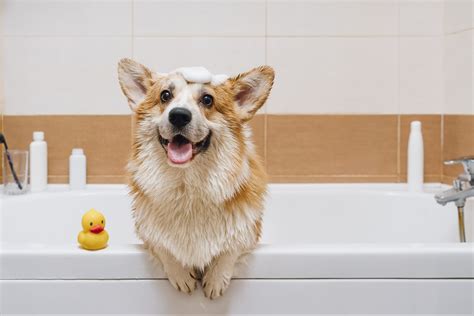 How to Bathe a Dog the Right Way, According to a Pet Expert | Trusted Since 1922