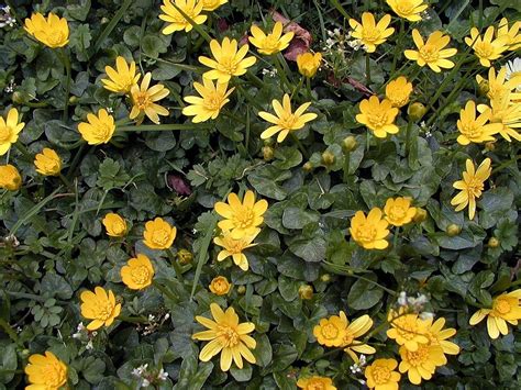 Lesser Celandine Free Photo Download | FreeImages