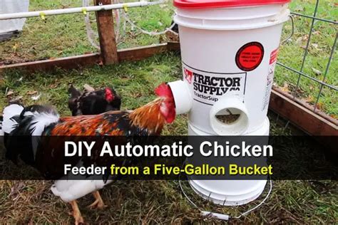 DIY Automatic Chicken Feeder from Five-Gallon Bucket