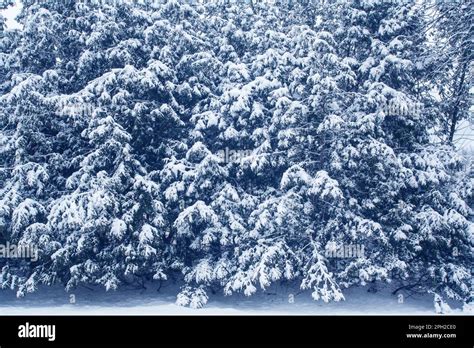 Snow on Cedar trees Stock Photo - Alamy