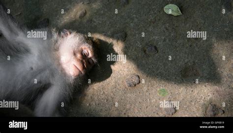 Macaque monkey asleep Stock Photo - Alamy