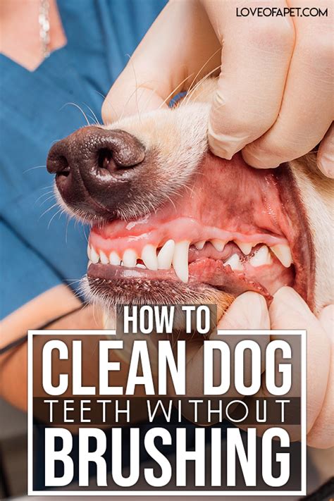 How to Clean Dog Teeth Without Brushing: 5 Easy Ways - Love Of A Pet ...