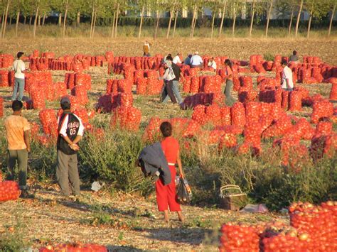 Onion Harvest Free Photo Download | FreeImages