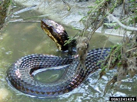 water moccasin (Agkistrodon piscivorus)