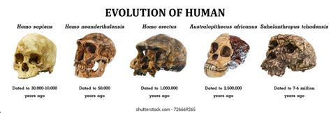 Human Evolution Australopithecus