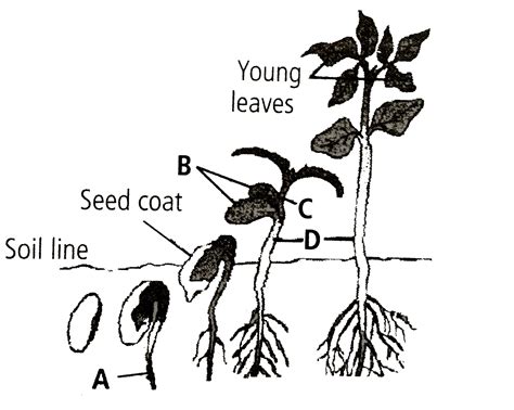 {:(A,B,C,D),("Mesocotyl","Cotyledons","Epicotyl","Hypocotyl"):}