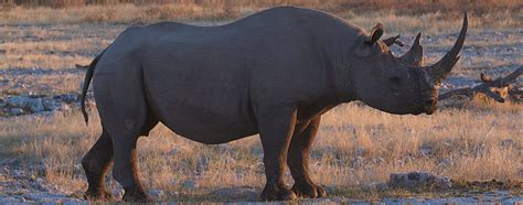 How large is rhinoceros 5 - lasopard