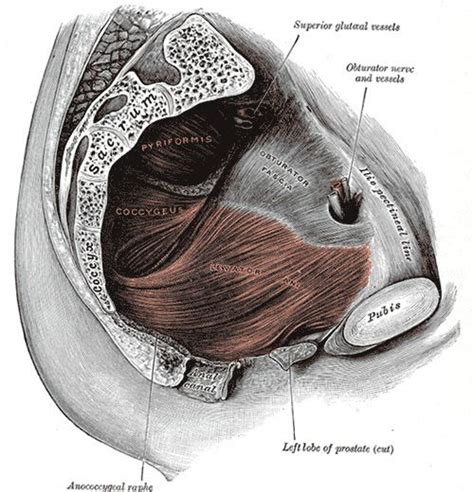 Coccygeus muscle - Alchetron, The Free Social Encyclopedia