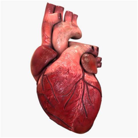 human heart - Google Search | Heart anatomy, Human heart, Human heart ...