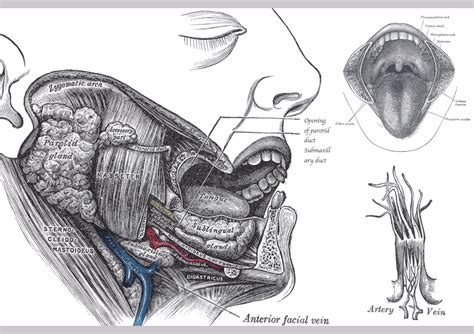 The Wonders of the Tongue — Its Muscles with Motor and Sensory Nerve ...