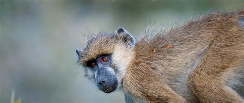 Baboon | African Wildlife Foundation