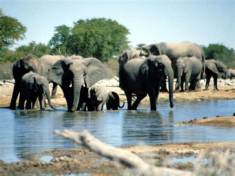 File:Elephants Etosha Namibia(1).jpg - Wikimedia Commons