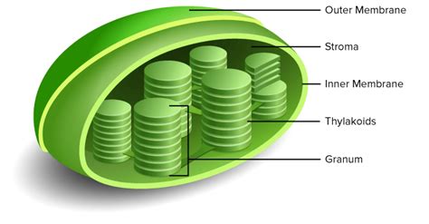 Cells: History, Types and Structures Flashcards - Easy Notecards