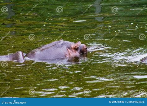 Hippopotamus Swimming in the Water. Hippopotamus Amphibius Stock Photo ...