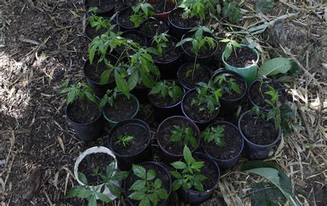 Growing Fruit Trees from Seed | Pip Permaculture Magazine