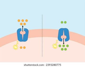 Active Transport Across Cell Membrane Substance Stock Vector (Royalty ...