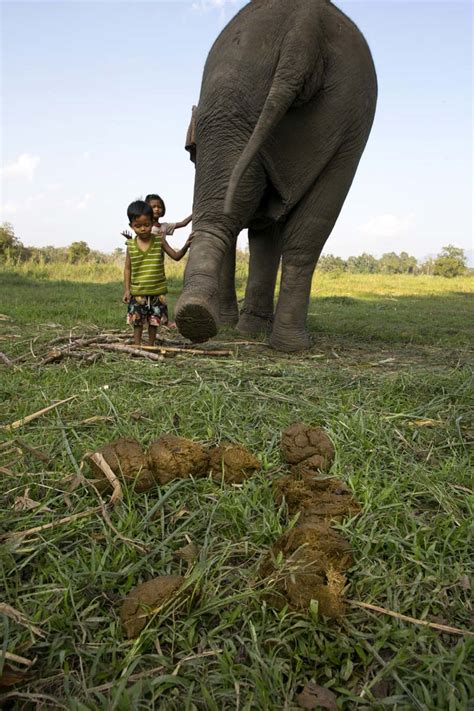 Elephant Dung Coffee Produces The World’s Most Expensive Cup