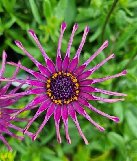 Osteospermum 'Spider Purple' African Daisy - Hello Hello Plants