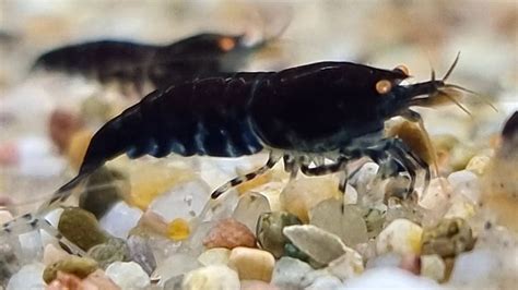 Black Tiger Shrimp Care Guide: Species Profile – Aquariumistics