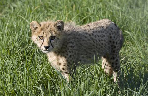 National Zoo's Cheetah Cubs: April | Two cheetah cubs, a mal… | Flickr