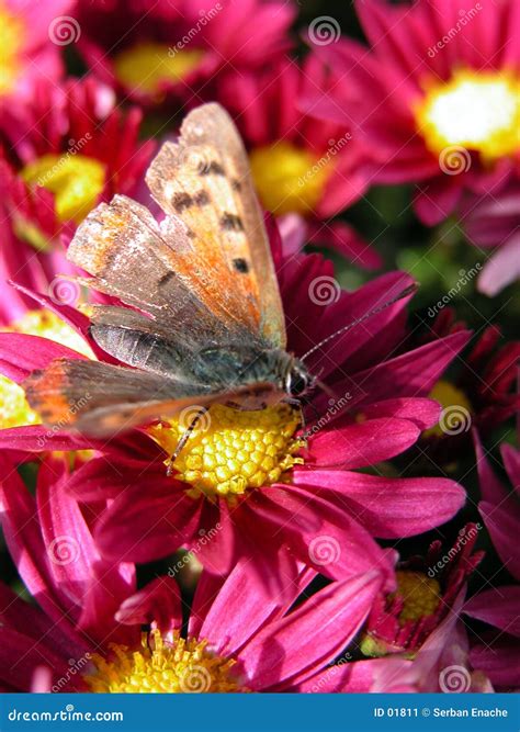 Butterfly on red flower stock image. Image of antenna, nature - 1811