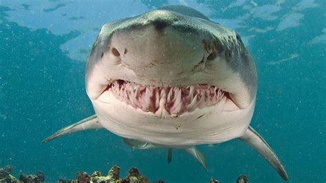 Sand Tiger Shark | Картинки с акулами, Большая белая акула, Животные