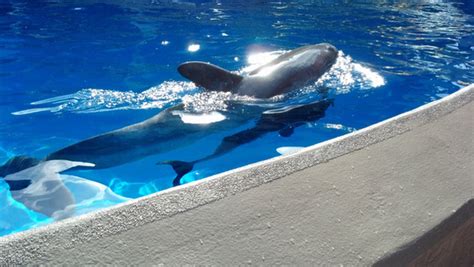 Whales and dolphins in captivity