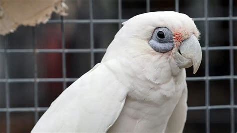 An Introduction to Cockatoo as a Pet 2024 Guide | Pet Engineers