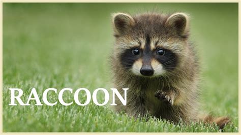 Raccoon sounds like twirling cotton candy. Raccoon noises at night. [NEW 2020] - YouTube