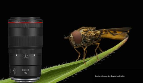 Canon RF 100mm f2.8L - The perfect lens for Macro Photography ...