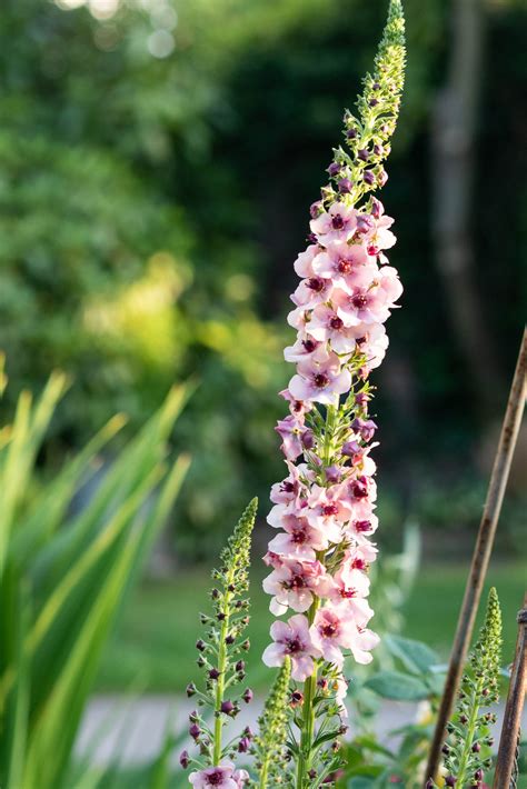 10 beautiful pink flowers for your summer garden - The Middle-Sized Garden | Gardening Blog