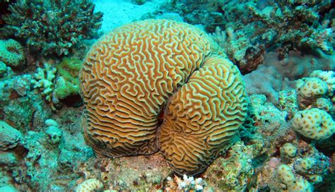 Hard Coral Identification: Types Of Hard Coral - Globo Surf