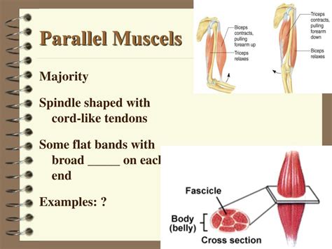 PPT - Ch 9: Skeletal Muscle Tissue and Organization PowerPoint Presentation - ID:248087