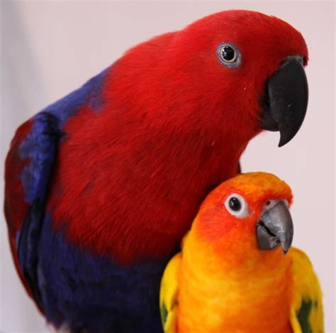 Sun Conure vs Eclectus - Crazy for Conures