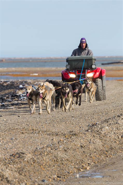 Dog Sled Training | Photos by Ron Niebrugge