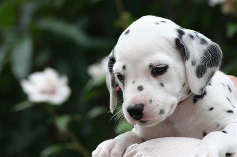 Drever Puppies - Puppy Dog Gallery