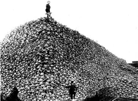 Buffalo bones being recycled as fertilizer, Kansas, 1881 | Bison skull ...