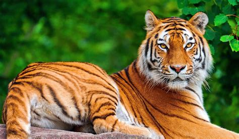 Bengal Tiger Awesome Wallpapers Ultra HD 4K