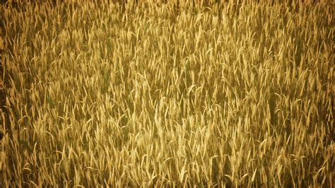 Ripe yellow rye field under beautiful summer sunset sky with clouds ...