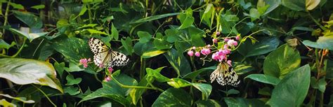 So much happenin' at the Butterfly Pavillion