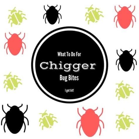 What To Do For Chigger Bug Bites - what works and what does not.