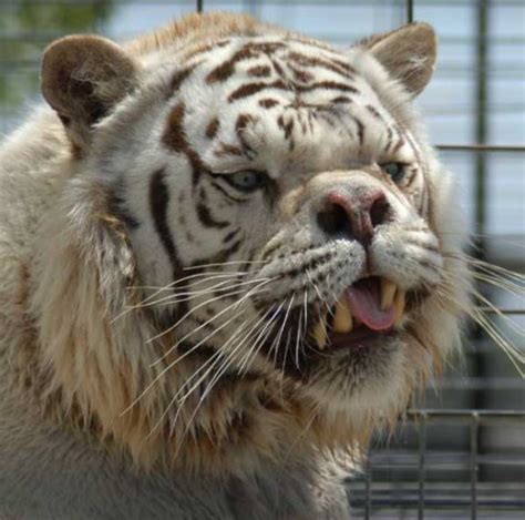 Say Hello To Kenny The Inbred White Tiger With Down Syndrome