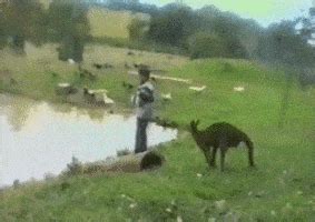 Australia GIF - Find & Share on GIPHY