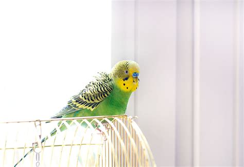 Budgie Sounds Meaning | Budgie Sounds | Budgies | Guide | Omlet UK