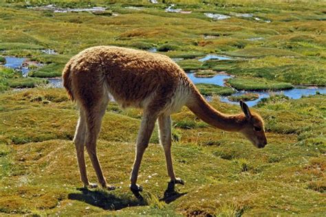 Vicuña (Vicugna vicugna) | Pet birds, Beauty animals, National parks